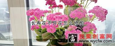 长寿花不开花怎么修剪