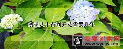 绣球从小苗到开花需要几年