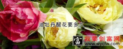 油牡丹醒花要多久