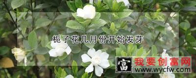 栀子花几月份开始发芽