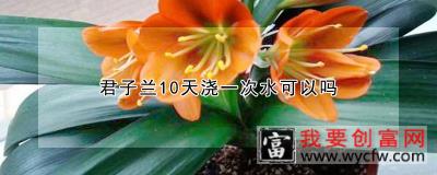 君子兰10天浇一次水可以吗