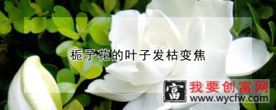 栀子花的叶子发枯变焦