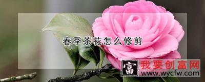 春季茶花怎么修剪