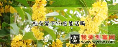 桂花零下20度能活吗