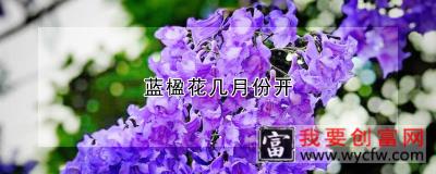 蓝楹花几月份开