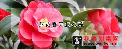 茶花春天怎么养