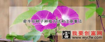 牵牛花种子<a href=https://www.wycfw.com/e/tags/?tagid=232 target=_blank class=infotextkey>种植方法</a>和注意事项