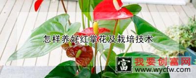 怎样养好红掌花及栽培技术