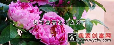 花开富贵花怎么养