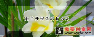 麦兰开完花后怎么办