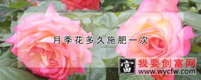 月季花多久施肥一次