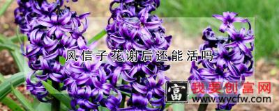 风信子花谢后还能活吗