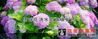 绣球花浇水的正确方法