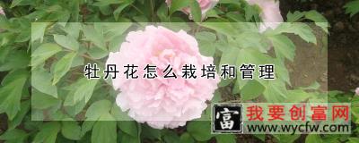 牡丹花怎么栽培和管理