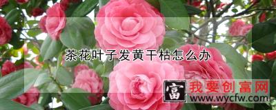 茶花叶子发黄干枯怎么办