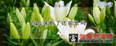 百合芽断了还能长吗