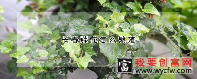 长春藤花怎么繁殖