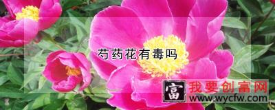 芍药花有毒吗