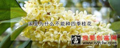 家里为什么不能种四季桂花