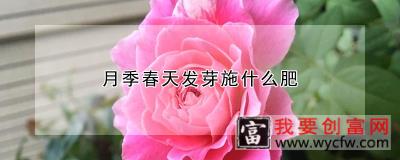 月季春天发芽施什么肥