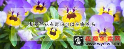 紫罗兰花有毒吗可以在家养吗