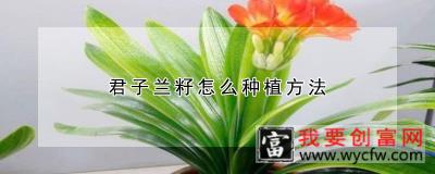 君子兰籽怎么种植方法