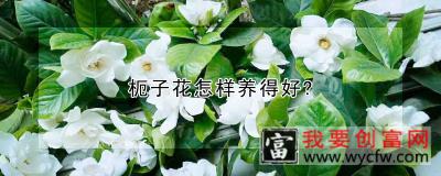 枙子花怎样养得好？