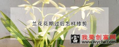 兰花花期过后怎样修剪