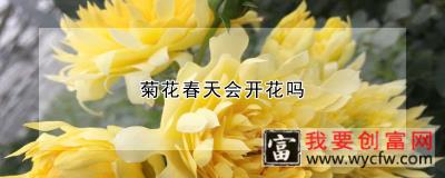 菊花春天会开花吗