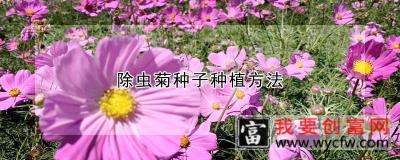 除虫菊种子种植方法