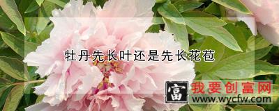 牡丹先长叶还是先长花苞