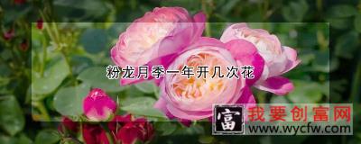 粉龙月季一年开几次花