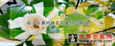 栀子花黄叶掉花苞是什么原因