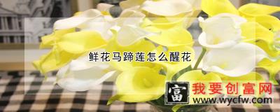 <a href=https://www.wycfw.com/kaidian/hqhh/hd/ target=_blank class=infotextkey>鲜花</a>马蹄莲怎么醒花