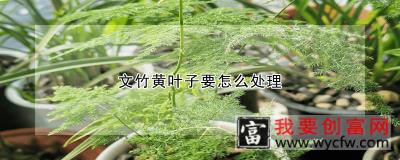 文竹黄叶子要怎么处理