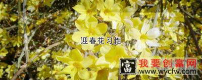 迎春花习性