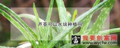 芦荟可以水培种植吗