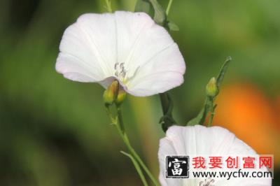 牵牛花长虫子怎么处理