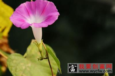 牵牛花长虫子怎么处理