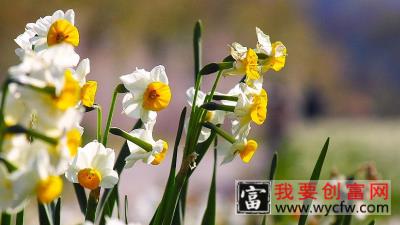 水仙花开败了怎么办