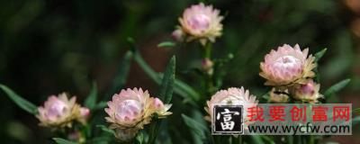 麦秆菊怎么做干花