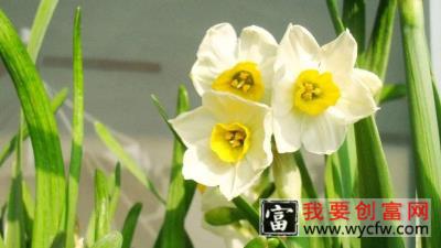 水仙花怎么养的好