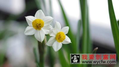 水仙花的<a href=https://www.wycfw.com/e/tags/?tagid=63 target=_blank class=infotextkey><a href=https://www.wycfw.com/yangzhi/ target=_blank class=infotextkey>养殖</a></a>方法