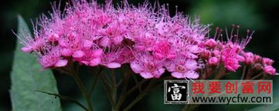 绣线菊的种植方法