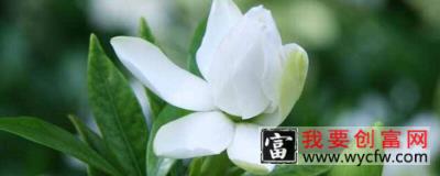 栀子花怎么养才会茂盛