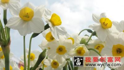 水仙花叶子发黄怎么办