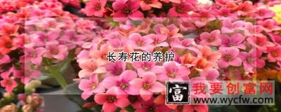 长寿花的养护