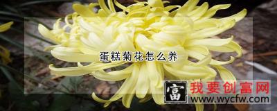 蛋糕菊花怎么养