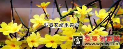 迎春花结果实吗