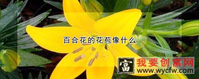 百合花的花苞像什么